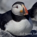 puffin_atlantic_msi_h_1875_can1497.jpg